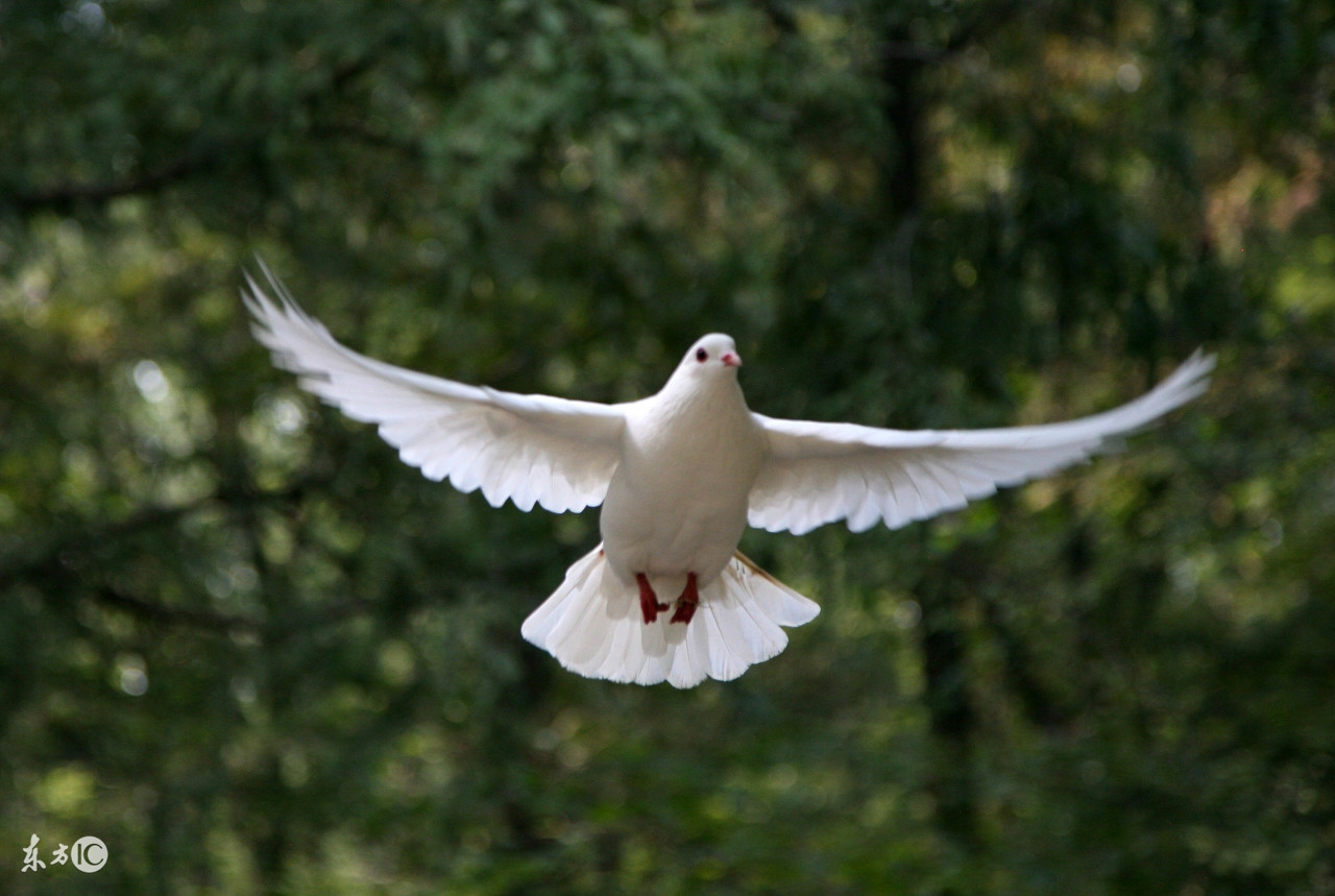 鸽子的正确养鸽方法,养鸽还应该注意什么