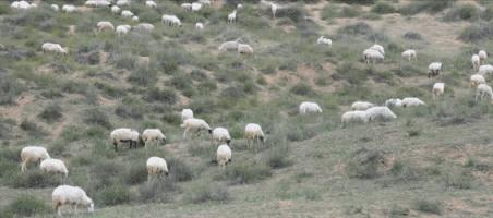 中国到底哪里的羊肉最好吃,中国最好吃的羊肉是哪个地方