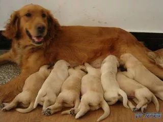 狗狗养护知识大全集,日常护理狗狗皮肤不瘙痒