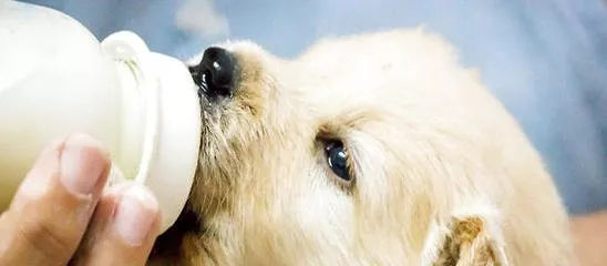 关于狗狗日常护理的视频,狗狗护理驱虫全套