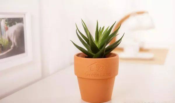 家里的植物叶子发黄怎么回事,叶子发黄的原因与处理方法