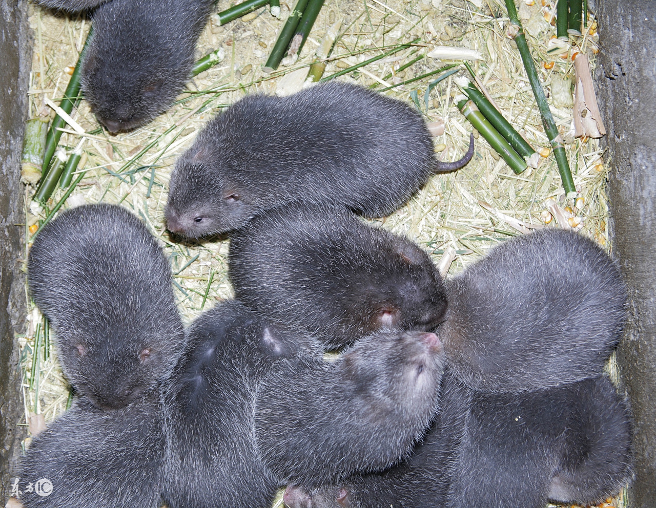 竹鼠能发财致富吗,未来几年养竹鼠前景怎么样