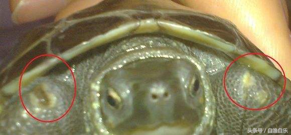 常见龟病的防治-腐甲烂甲