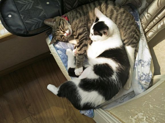 中华田园猫一般去哪里买,去猫市场买中华田园猫