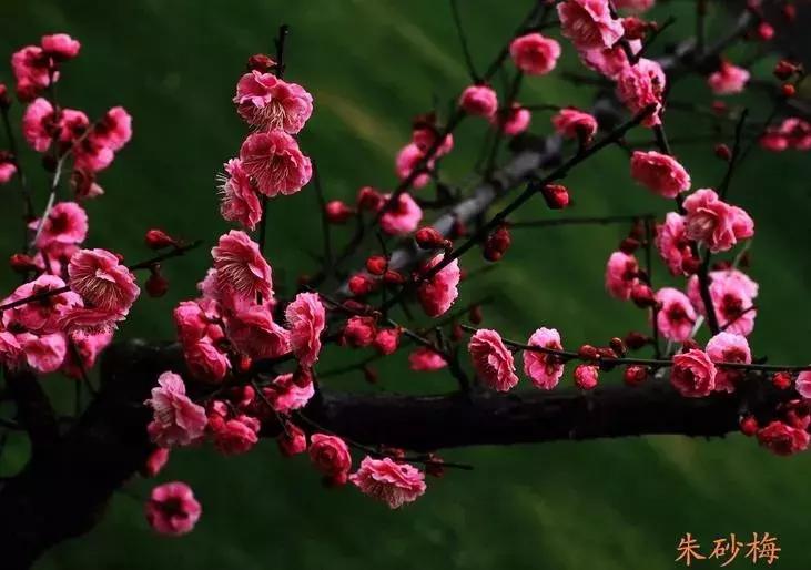 日本梅花品种和中国梅花区别,梅花十大稀有品种哪种梅花最珍贵