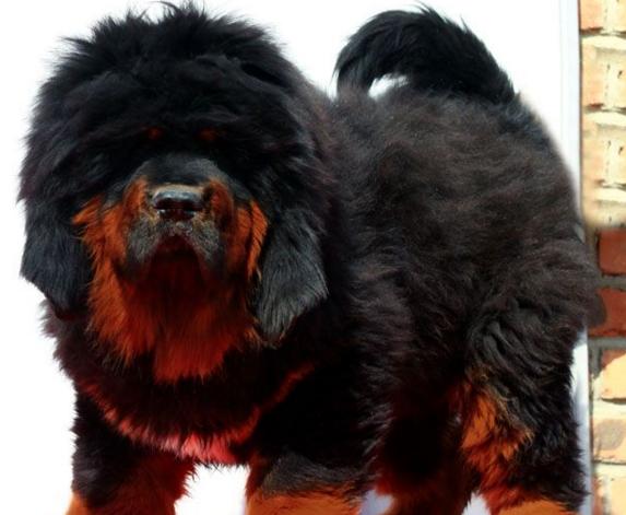 犬种百科之中亚牧羊犬,犬种百科之博美犬