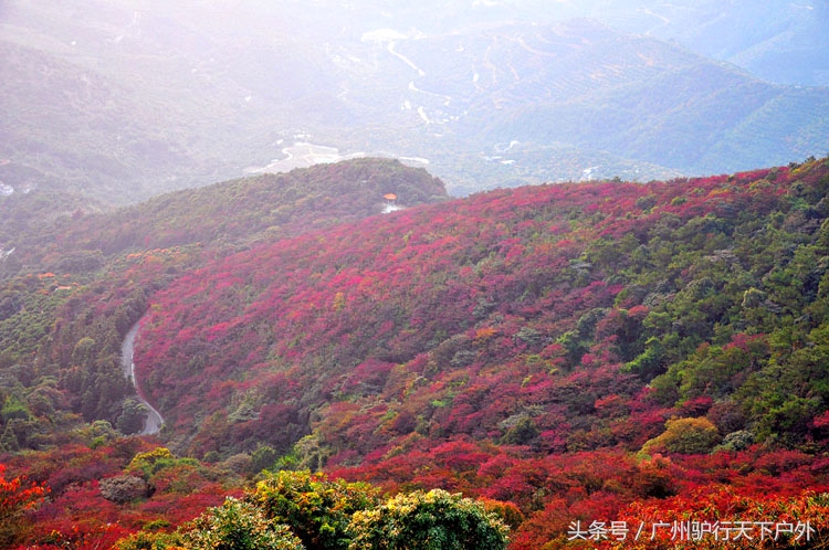 从化石门公园赏红叶旅游团,从化石门森林公园赏梅花路线