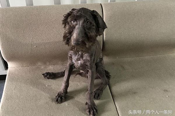 女子出差请闺蜜帮忙照顾女儿,女子出差三个月把狗狗寄养