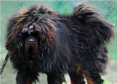 犬种百科之中亚牧羊犬,犬种百科之博美犬