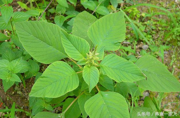 养鸡巧用野苋菜,养鸡小妙招田里养
