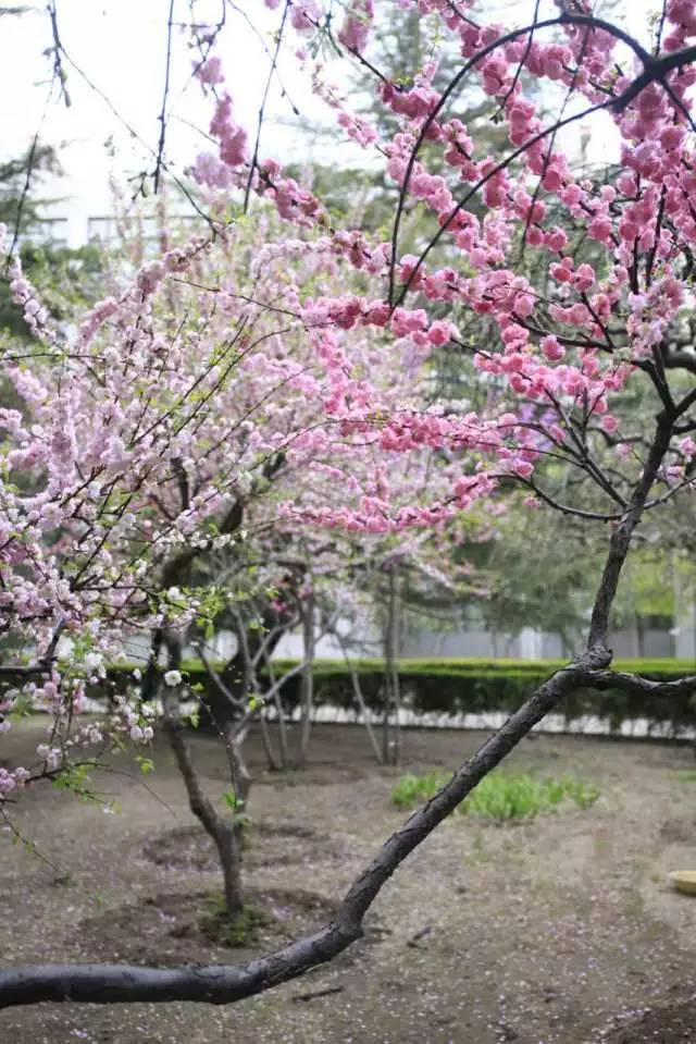 国医·青年嘘,这些秘密只有北中医人才听得懂~