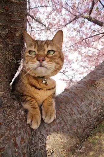 日本人有多恨猫（Excuseme？）