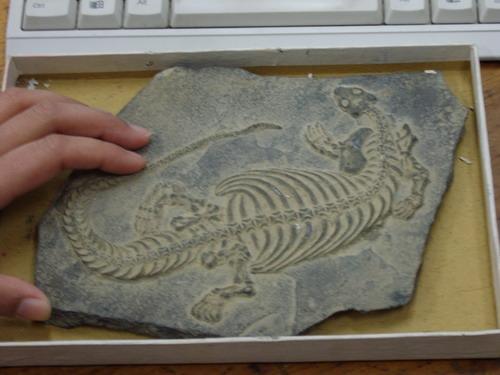 这才是真正的奇石,真正的奇石都是什么样子的