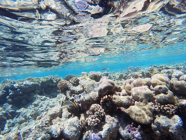 帕劳旅游报价携程,帕劳深度旅游攻略