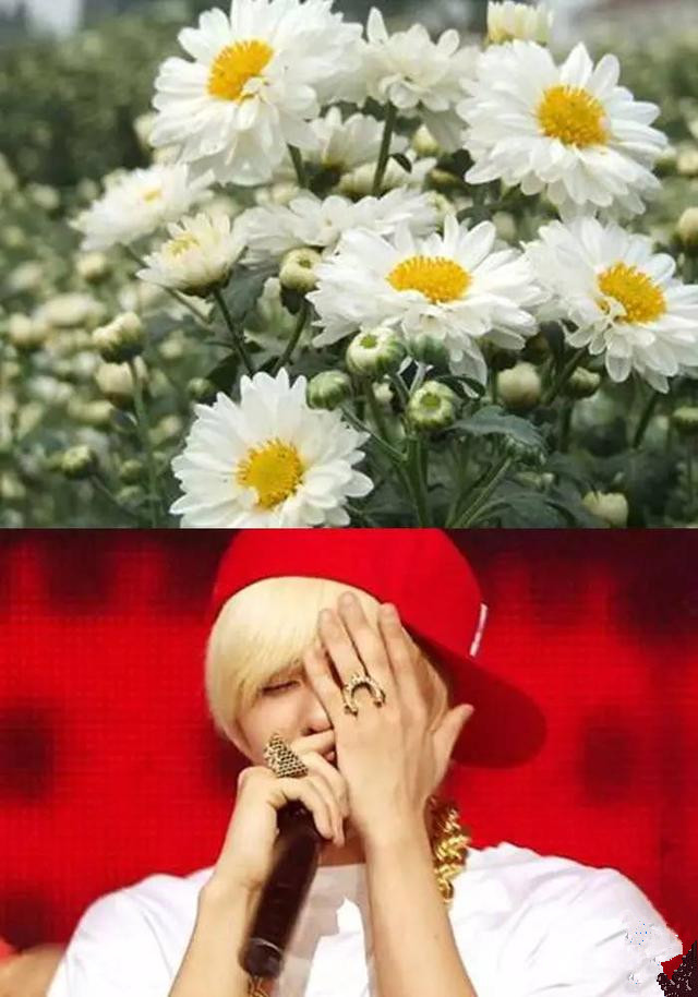 什么样的天然食品可以染发,天然染发的食物