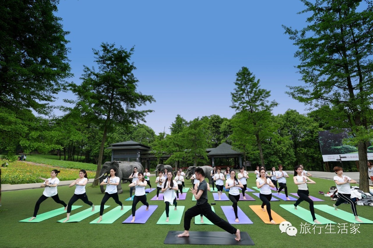 花海中最美的瑜伽,花海中的瑜伽动作