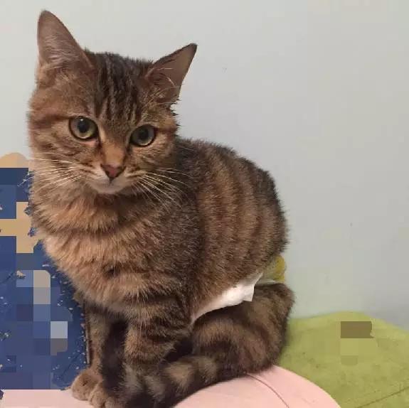 上海领养猫公益,上海领养狗狗店