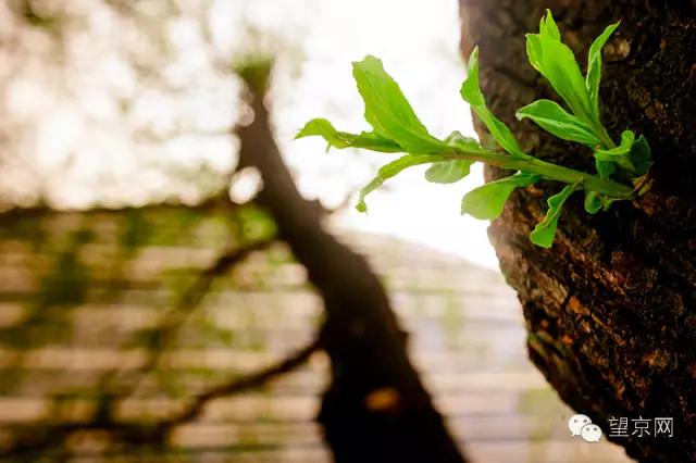 如果有人说“望京什么破地儿?”就把这条微信甩给他