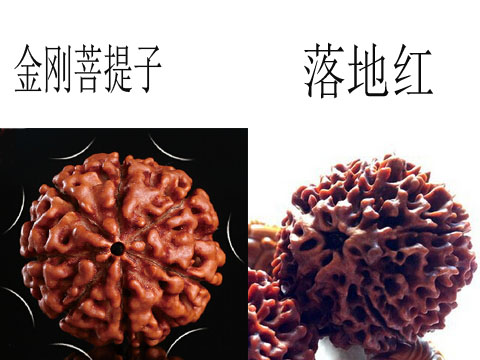 假金刚菩提子图片,真金刚菩提子鉴别真假