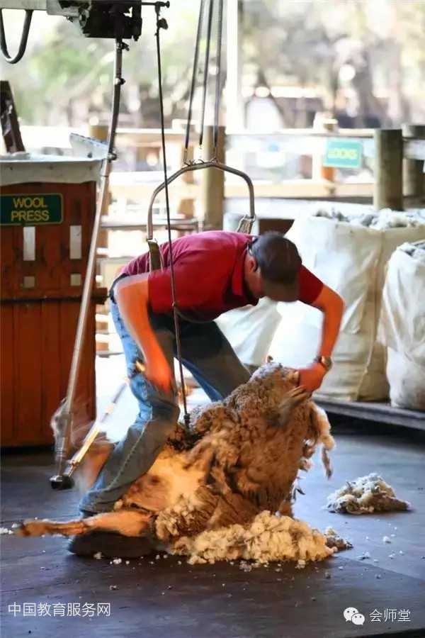 中国教育服务网：澳洲游记-羊毛是这样剪成的