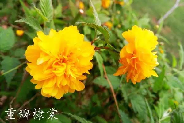 趣谈英文花名,趵突泉山大校区春天