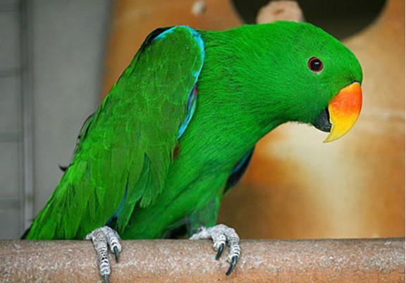 鹦鹉注意事项有哪些,照顾鹦鹉的注意事项