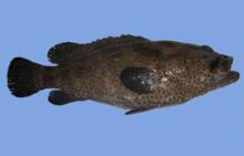 大鱼上钩图解视频,大鱼上钩正确方法图解