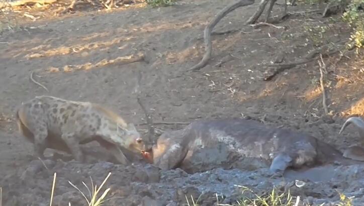 鬣狗活吃水牛，掏肛致肠子外露，头伸进肚子，满脸鲜血，血腥吓人