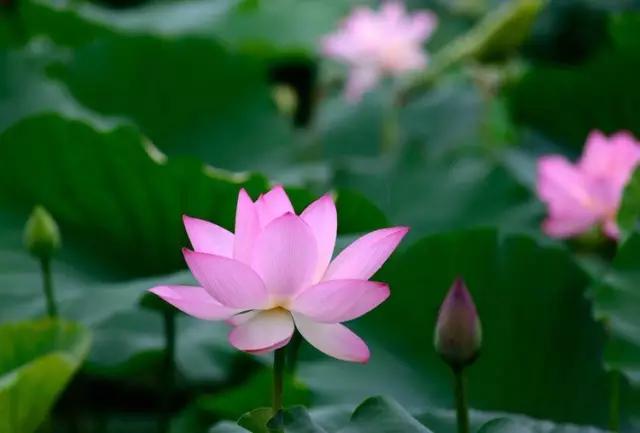 深圳有没有好看的风景湖,深圳美湖