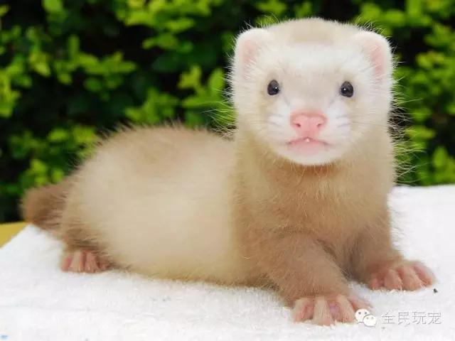 养一只貂的成本,家里可以养貂吗