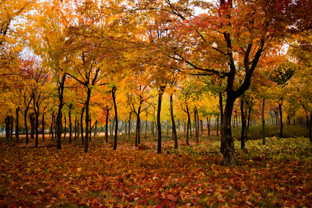石大校园的图片,石大校园美景图
