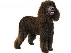 爱尔兰水猎犬好养吗,爱尔兰水猎犬的详细资料