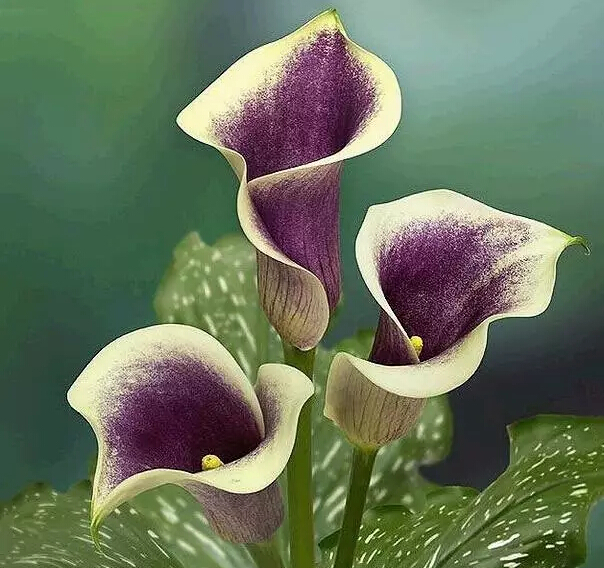 彩色马蹄莲花语象征与寓意,马蹄莲花语象征与寓意