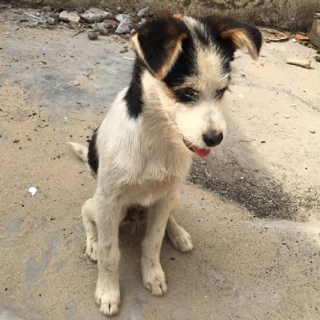 上海领养猫公益,上海领养狗狗店