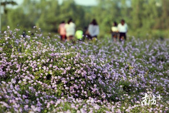 深圳新好玩的免费景点,深圳新出好玩的地方