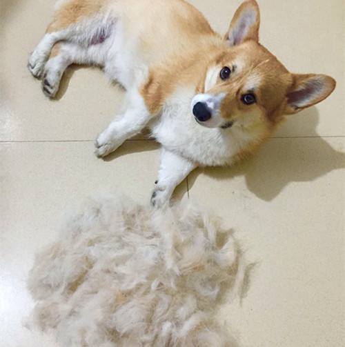 狗狗皮肤发红发痒掉毛是什么病,狗狗掉毛一块一块的是什么原因