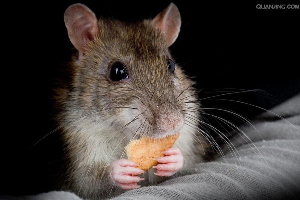 一斤的老鼠有多少肉,老鼠肉价值极高