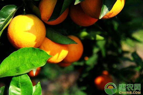 2023脐橙价格多少钱一斤,脐橙最新价格