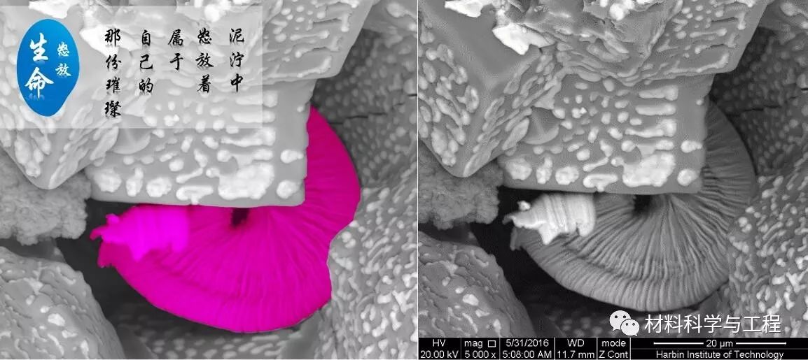 投票表决素材模板,投票素材图片图文
