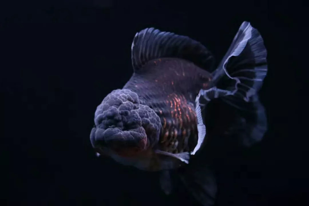 金鱼狮子头鎏金区别,虎头金鱼和狮子头金鱼的区别