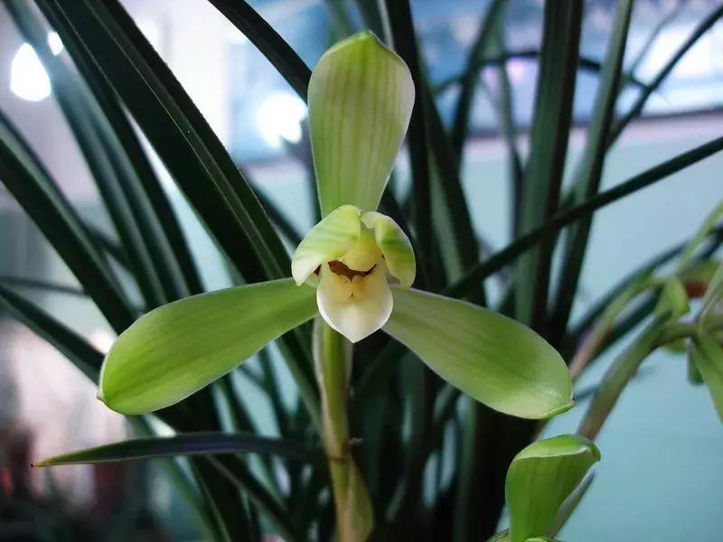 春兰四大天王品种,春兰四大天王的香气