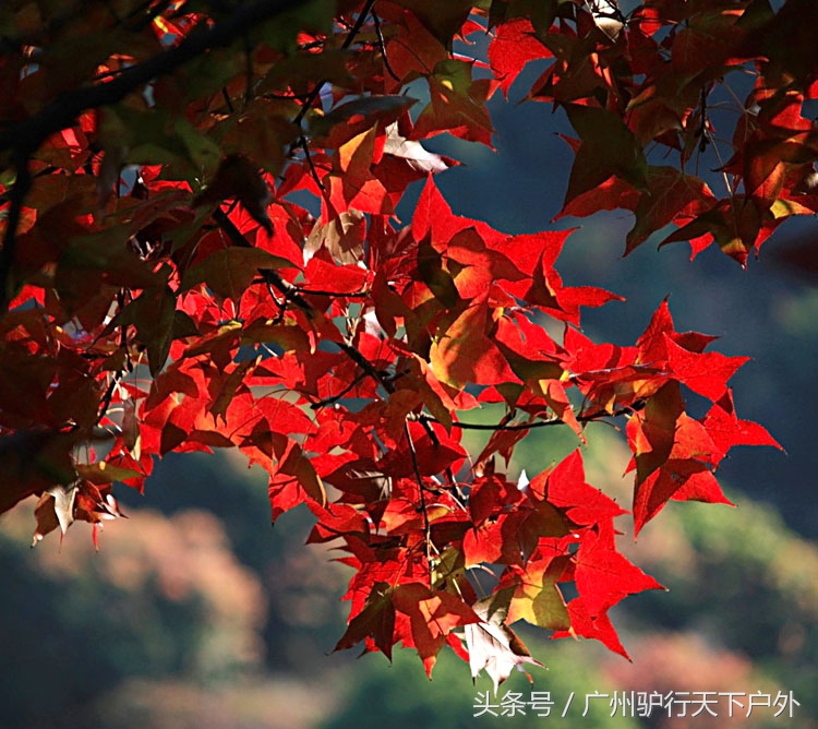 从化石门公园赏红叶旅游团,从化石门森林公园赏梅花路线