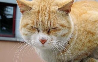 猫胡须有什么说法,猫胡子的秘密