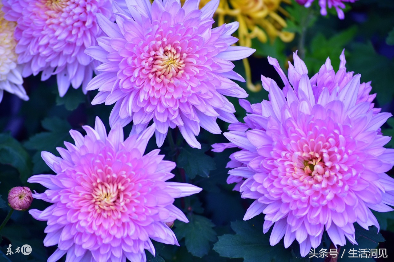 怎么样才能识破诈骗手段,生活处处是骗子套路