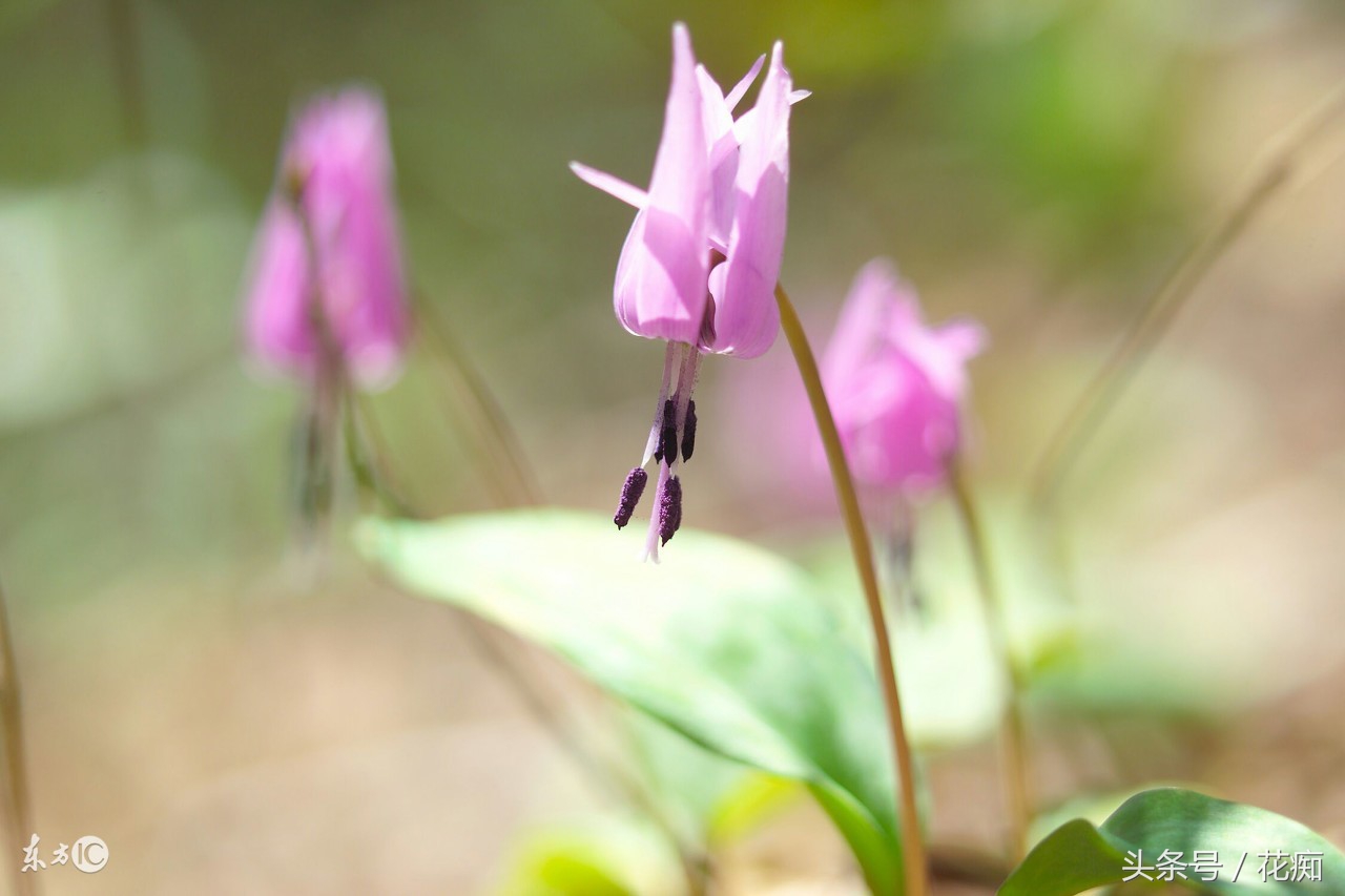 比蝴蝶兰好看好养的花,比蝴蝶兰好养的花