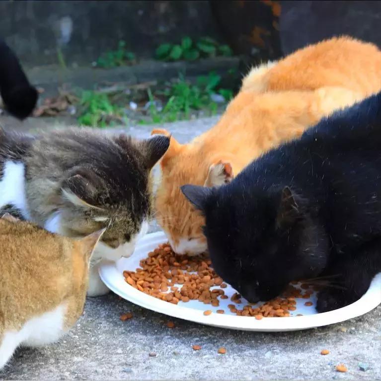 鍥涘浗宀涚箒浣撳瓧,鍥涘浗宀涙湁鍝簺浼犺