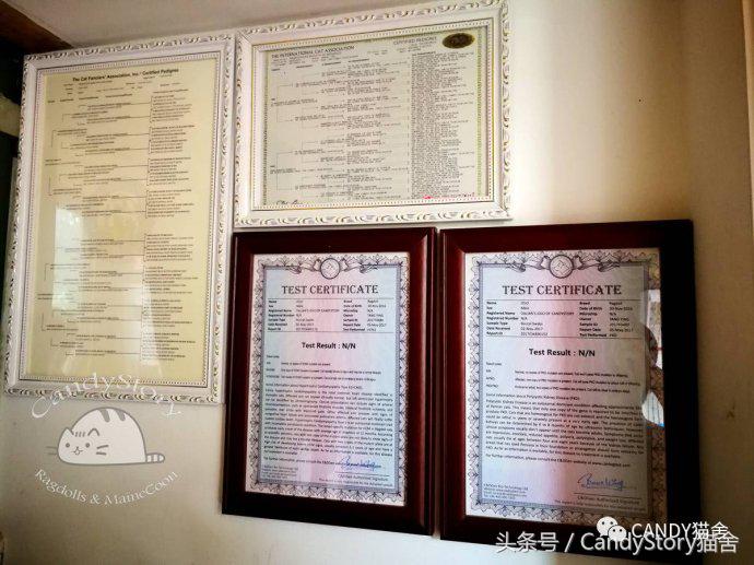 选猫需要问哪些问题,选猫英短重点