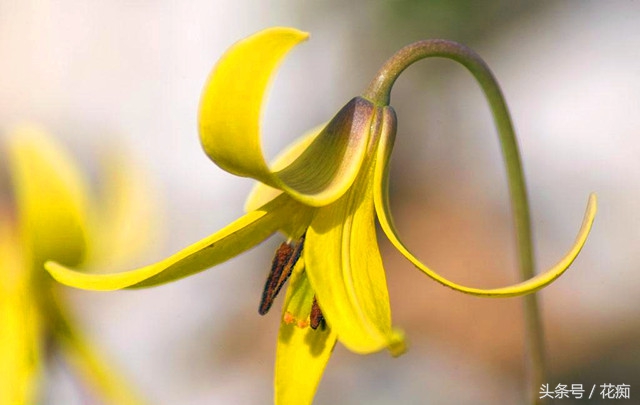 比蝴蝶兰好看好养的花,比蝴蝶兰好养的花