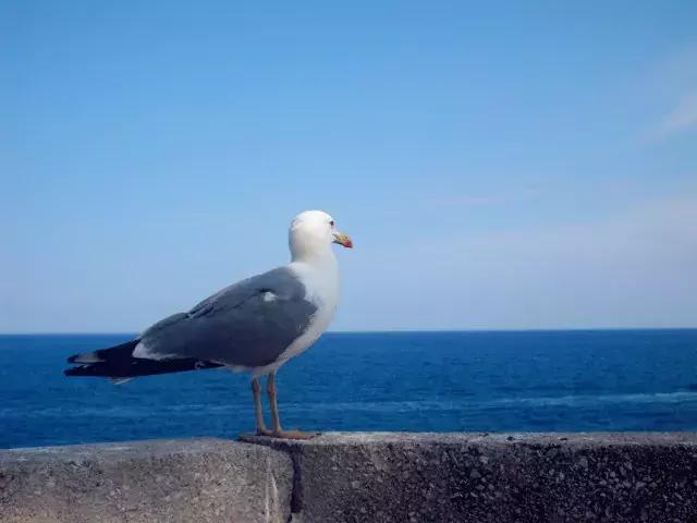 法国纪行—摩纳哥（看看F1赛道，欧洲*场赌**和摩纳哥王妃）