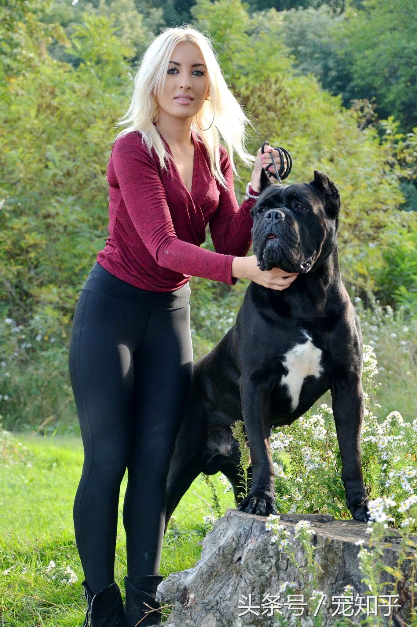 卡斯罗意大利顶级护卫犬大型猛犬,大型护卫犬三剑客之一的卡斯罗犬